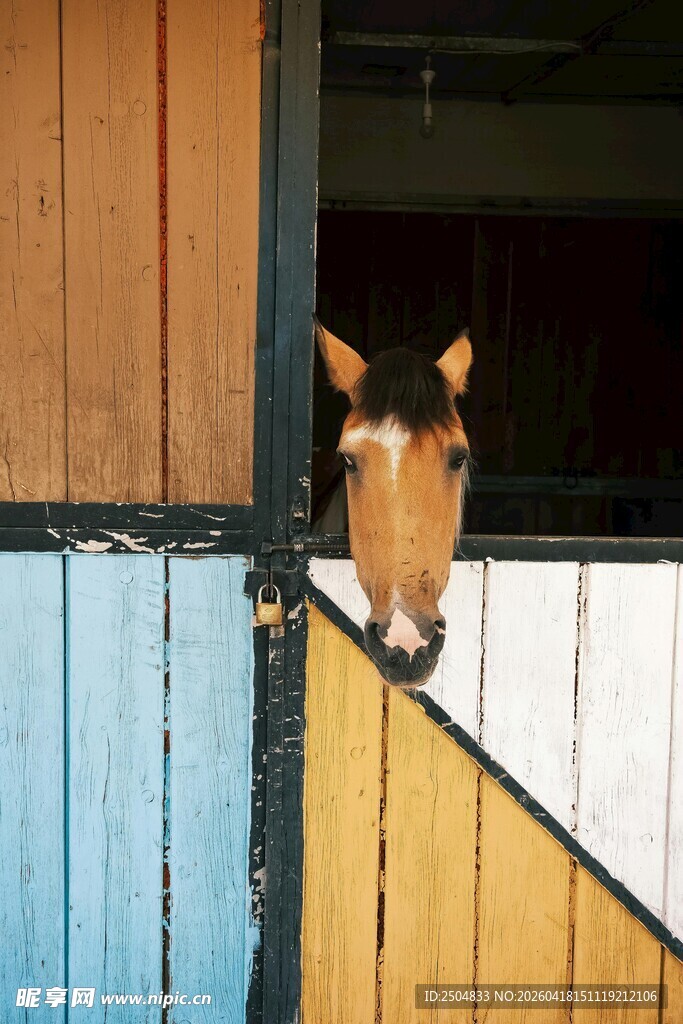 马头探出门框的可爱瞬间