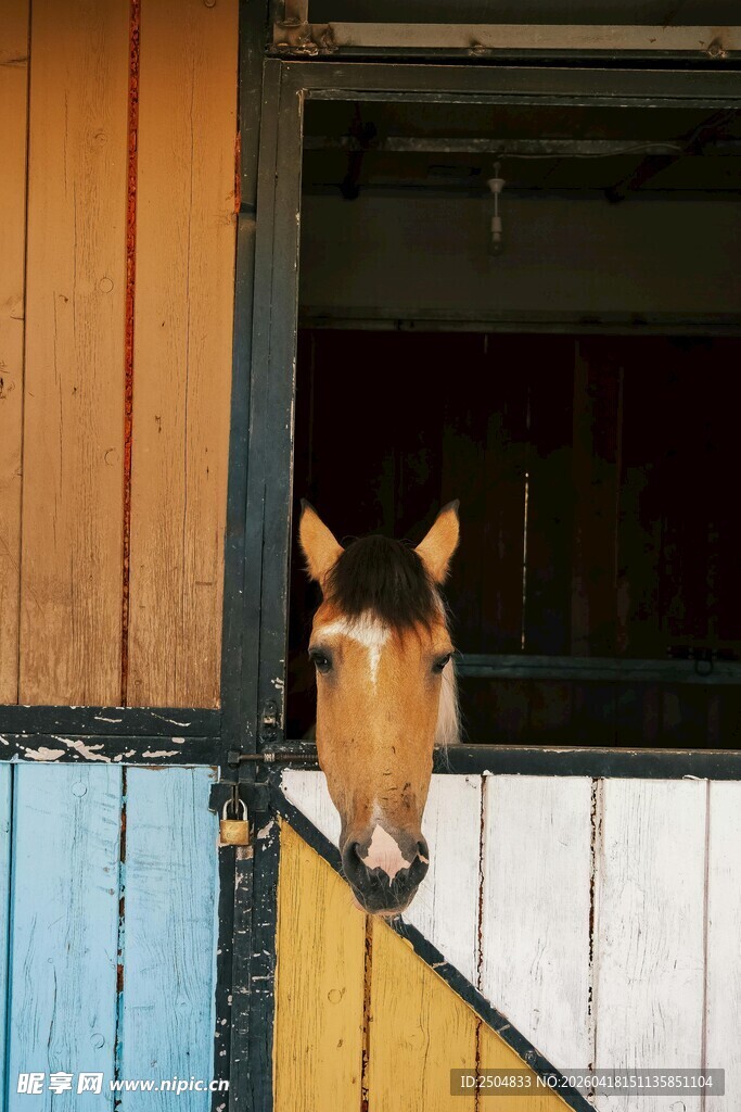 马厩中探头的可爱马儿