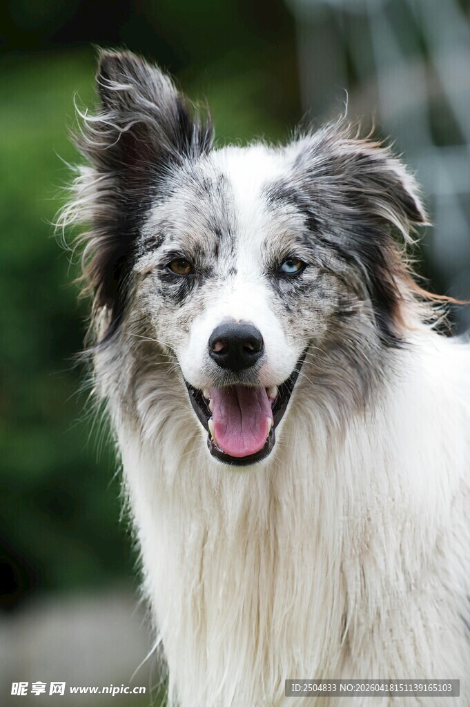 可爱边牧张嘴露笑