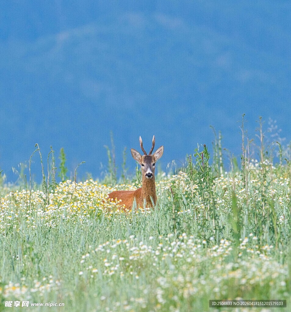 草地上休憩的小鹿