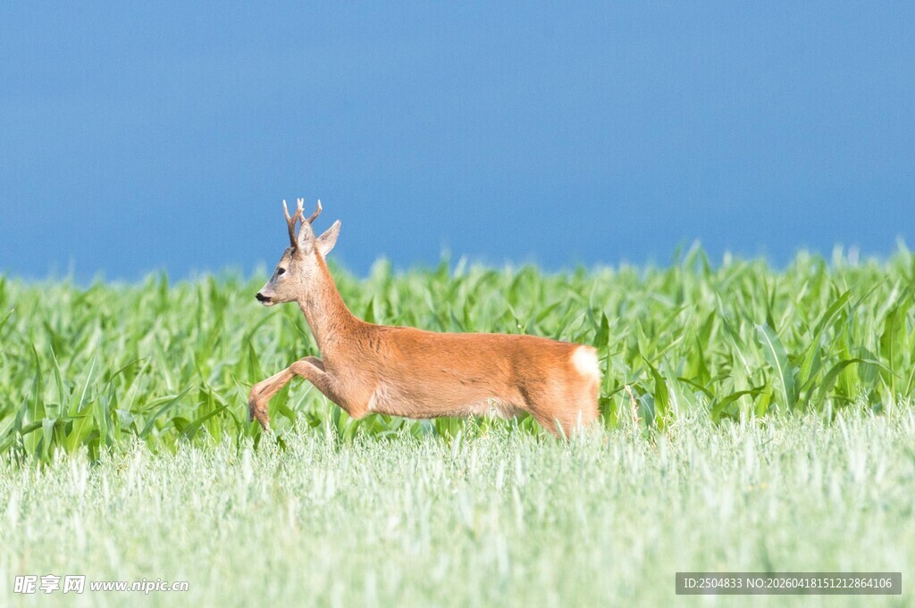 田野中的优雅小鹿