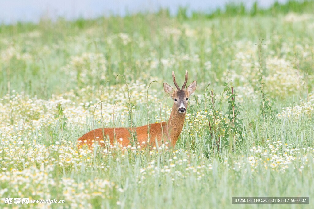 草地上的一只小鹿