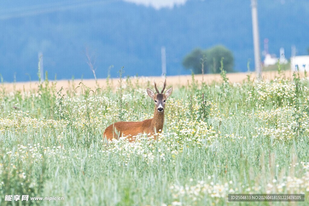 田野中的优雅小鹿