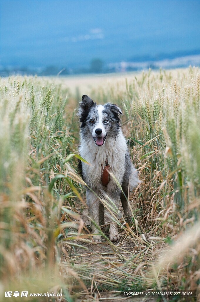 田野中的边牧犬