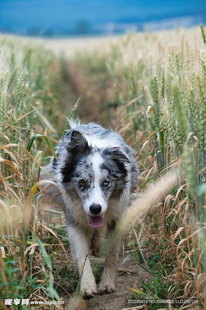 田野中奔跑的可爱牧羊犬