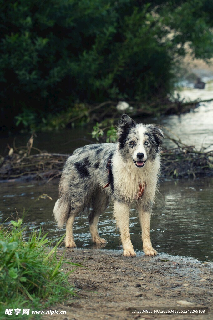 水边的斑点牧羊犬