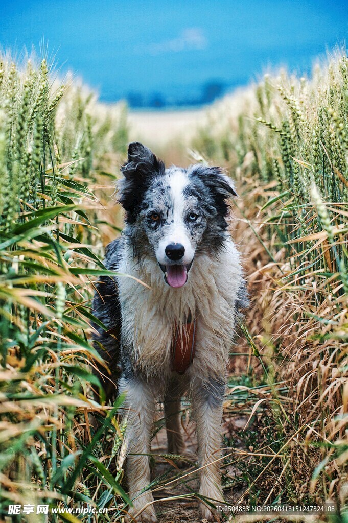 麦田中的可爱边境牧羊犬