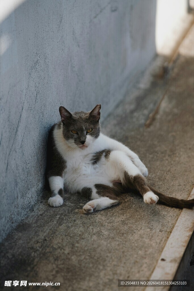 墙角慵懒猫咪