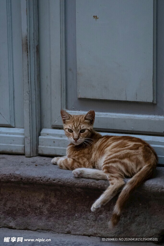 门前休憩的条纹小猫
