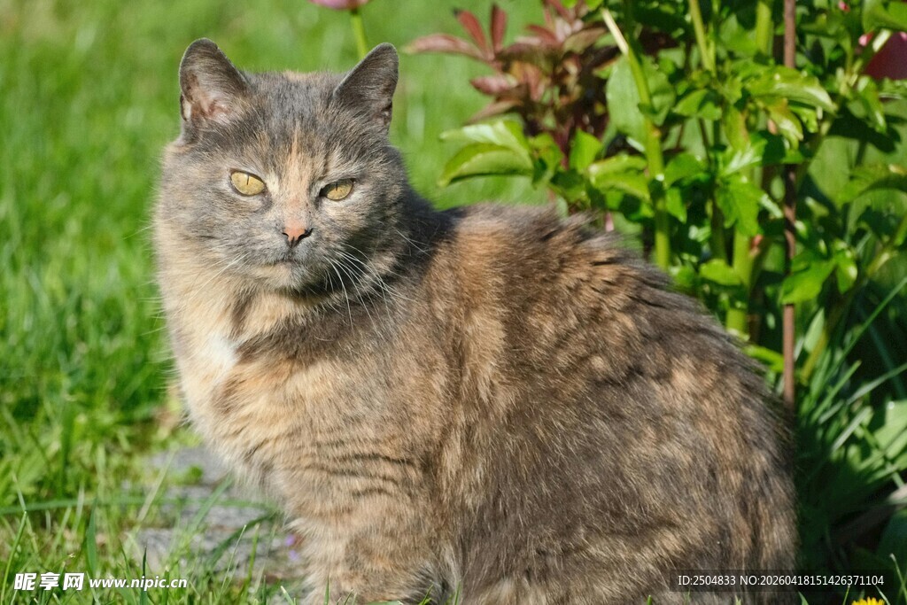 草地上的猫咪