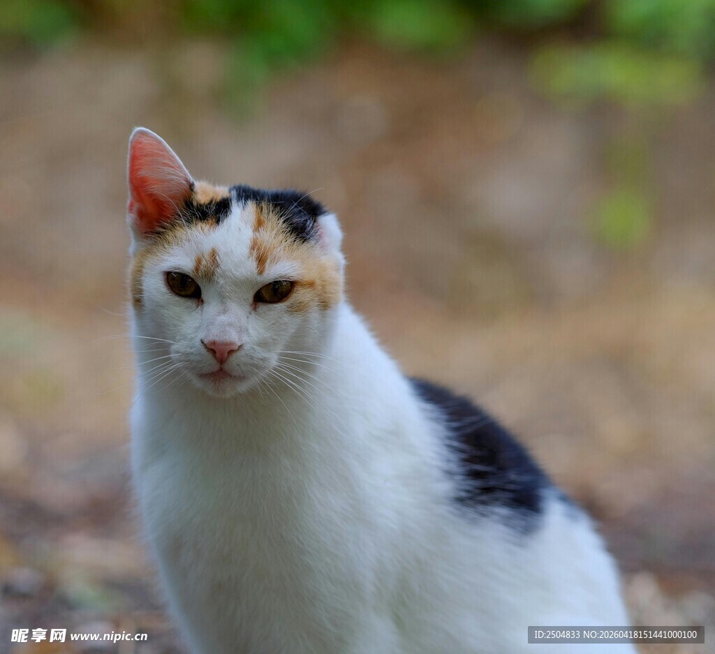 三色花猫户外可爱模样