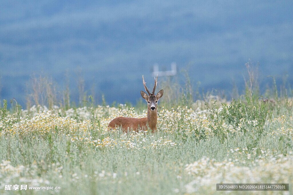 草原上的优雅小鹿