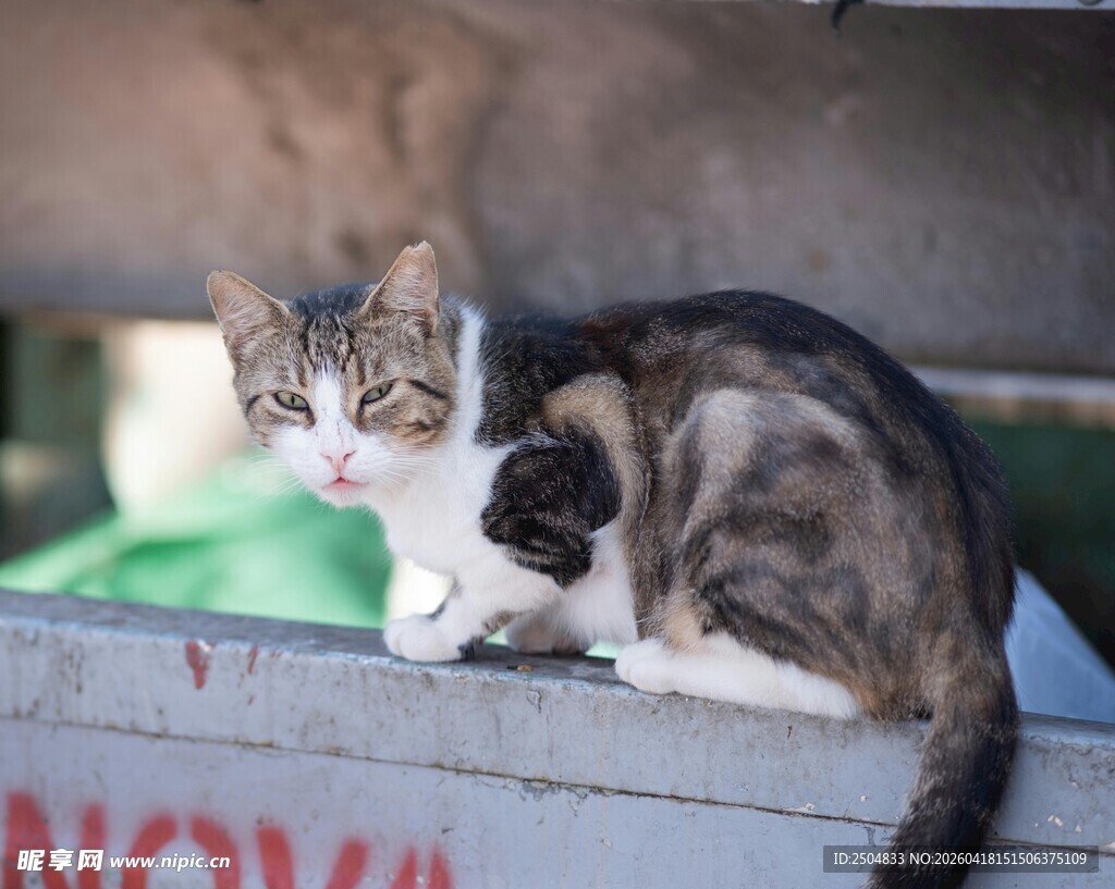 猫咪依偎在箱边