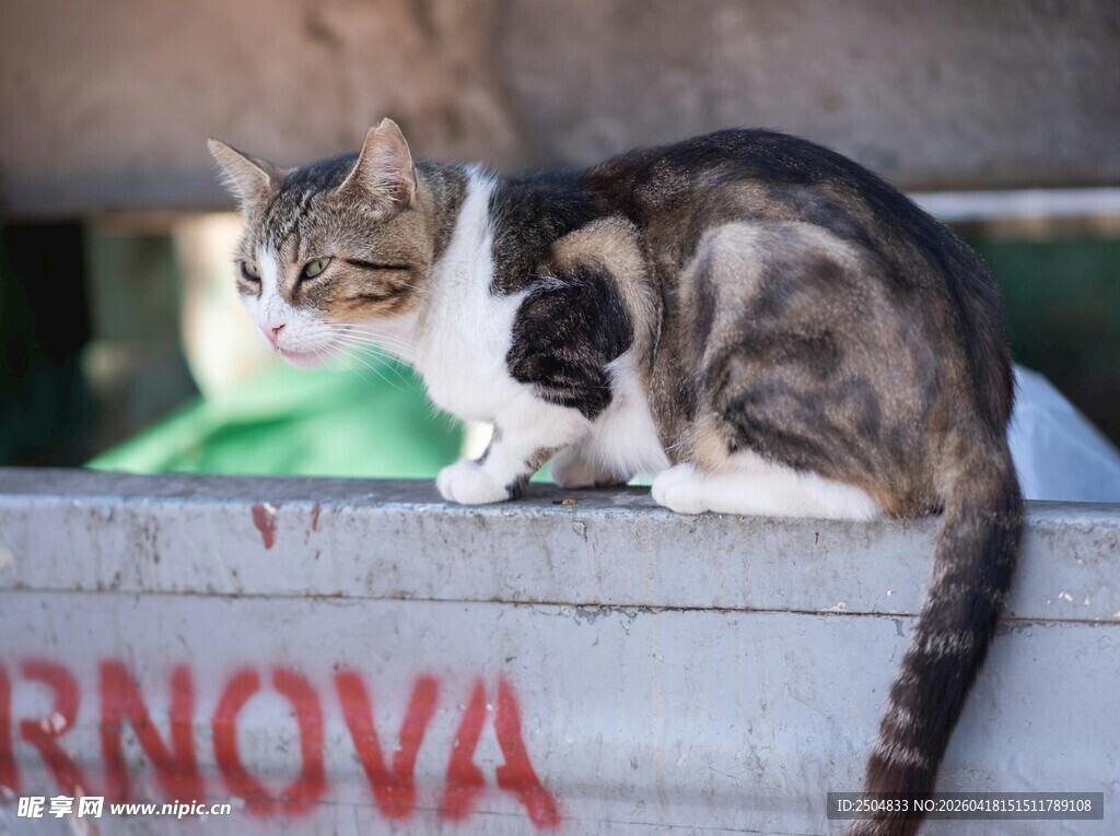 斑驳墙边的慵懒猫咪