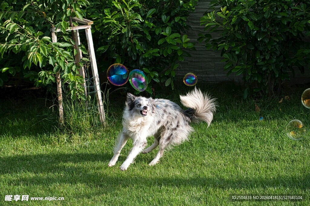 边牧草地欢快追逐飞盘