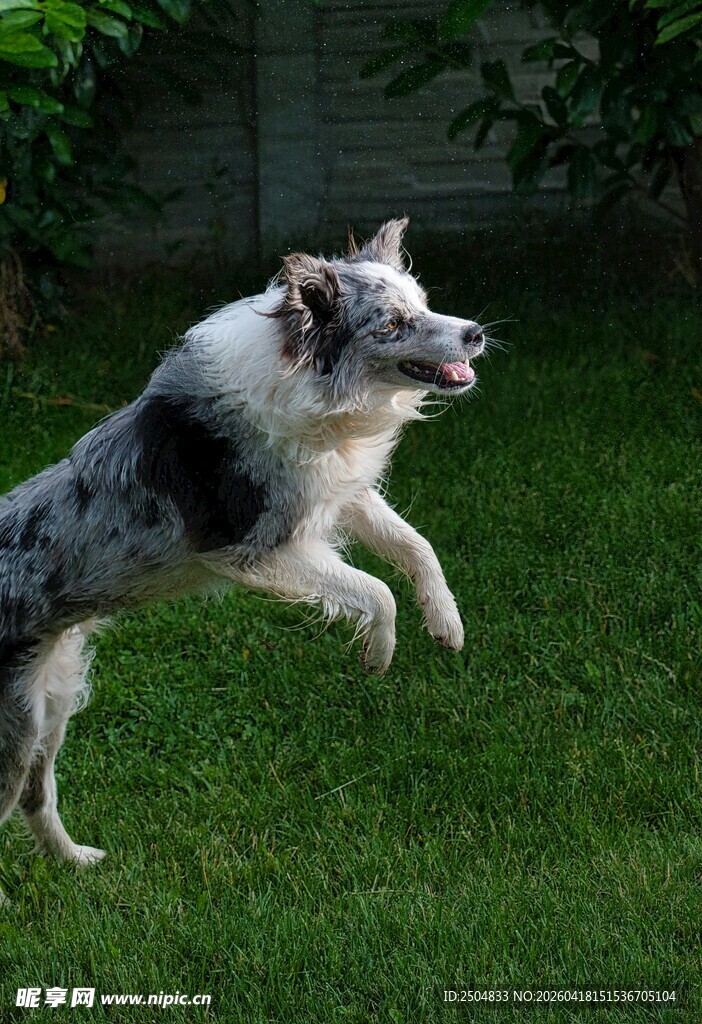 边牧在草地欢快跳跃