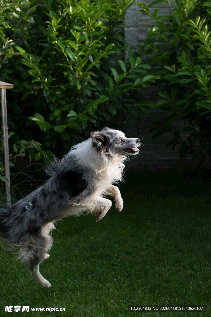跳跃的边牧犬