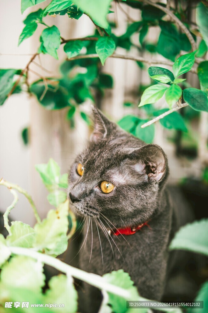 绿叶间的戴项圈猫咪