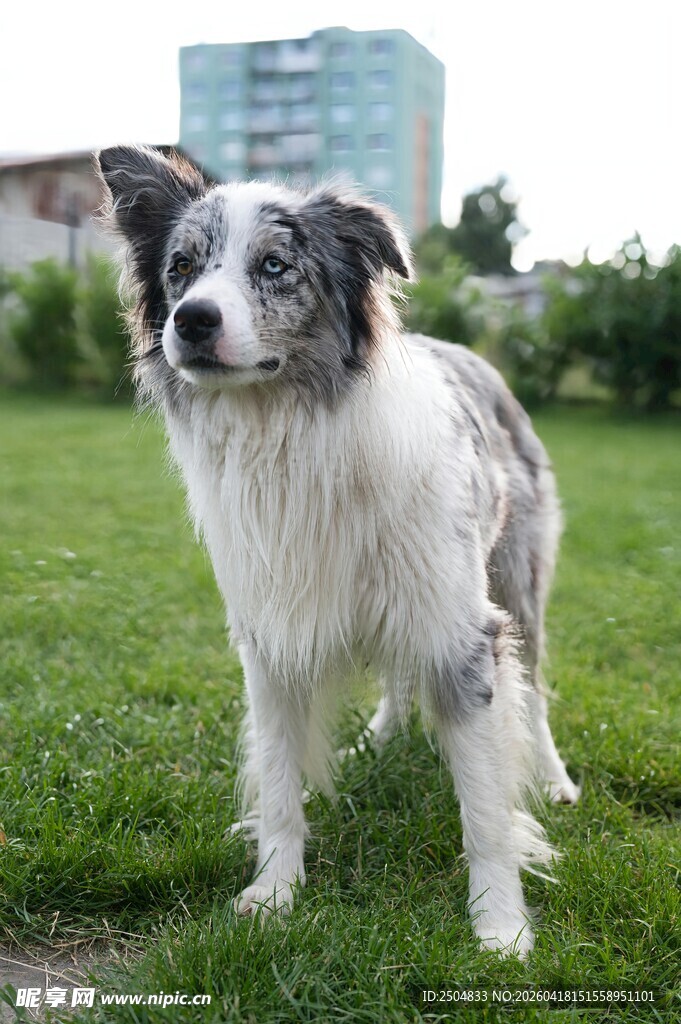 草地边的长毛牧羊犬