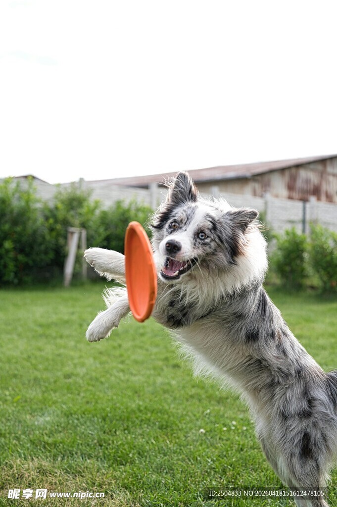 边牧跃起叼飞盘