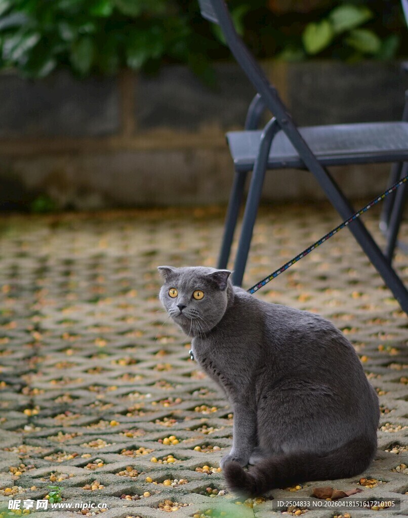 庭院中静坐的灰猫