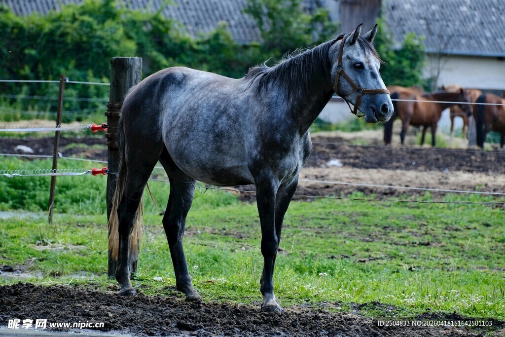 田野中站立的一匹灰马