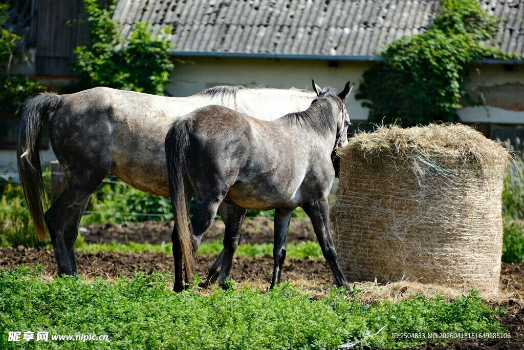 两匹马立于草垛旁