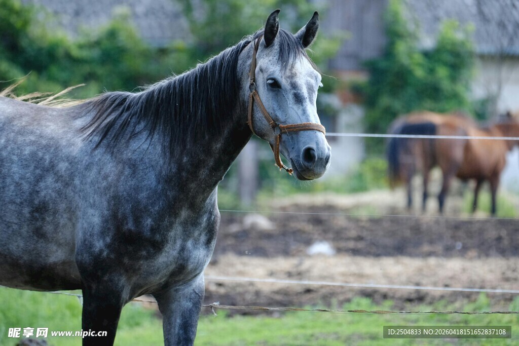 灰马立于草地