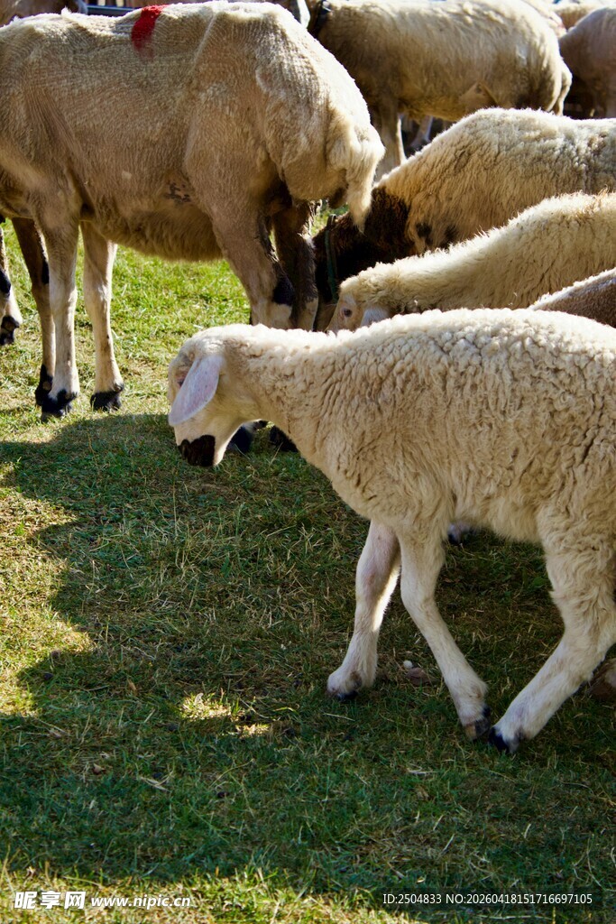草地上的小羊与羊群