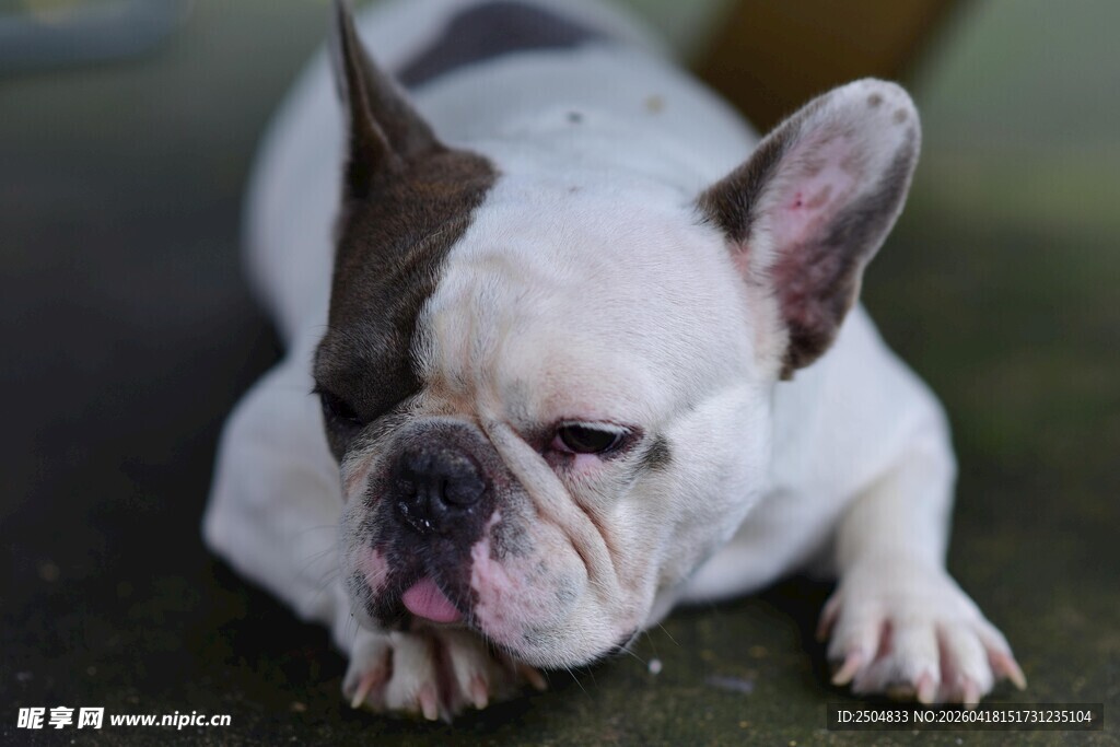 趴着的可爱法国斗牛犬