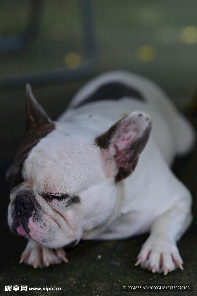 趴着的可爱法国斗牛犬