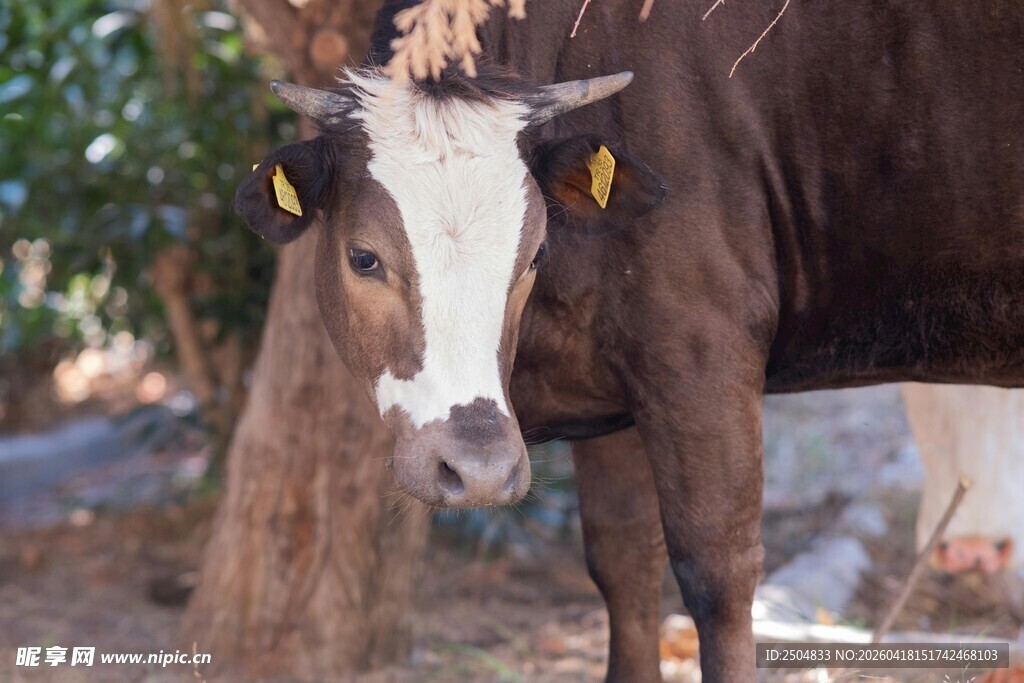 小牛依偎在母牛身旁