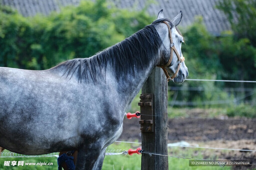 灰斑马立在户外围栏边