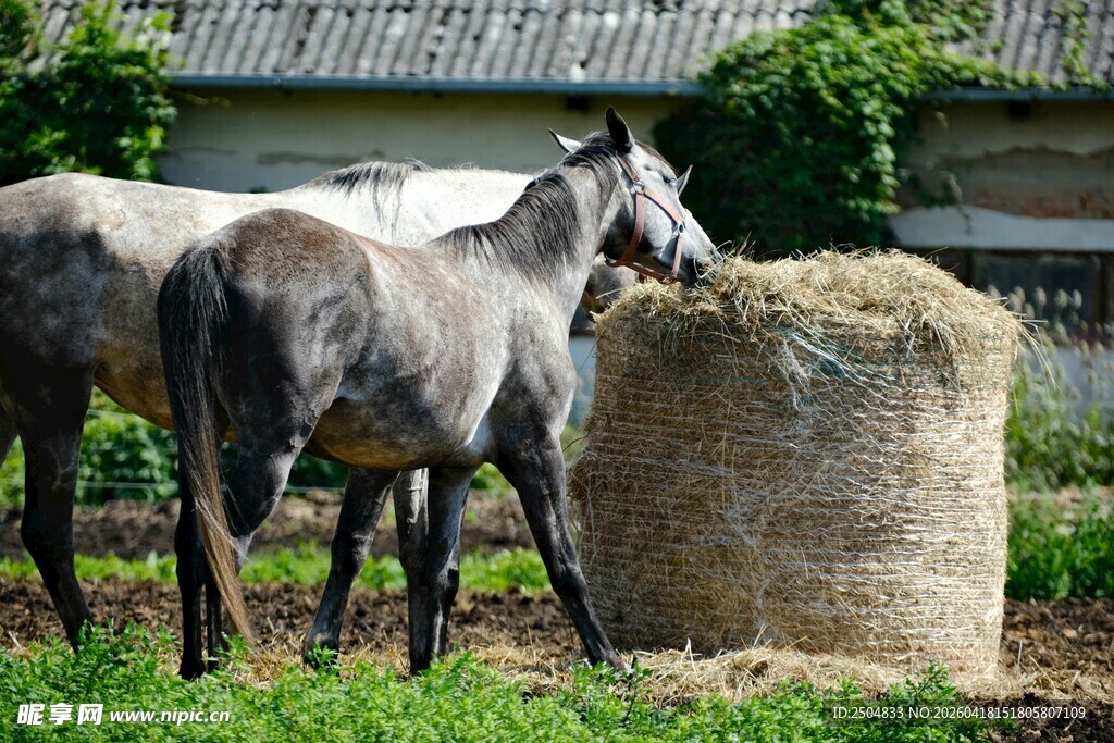 两匹马站在干草堆旁