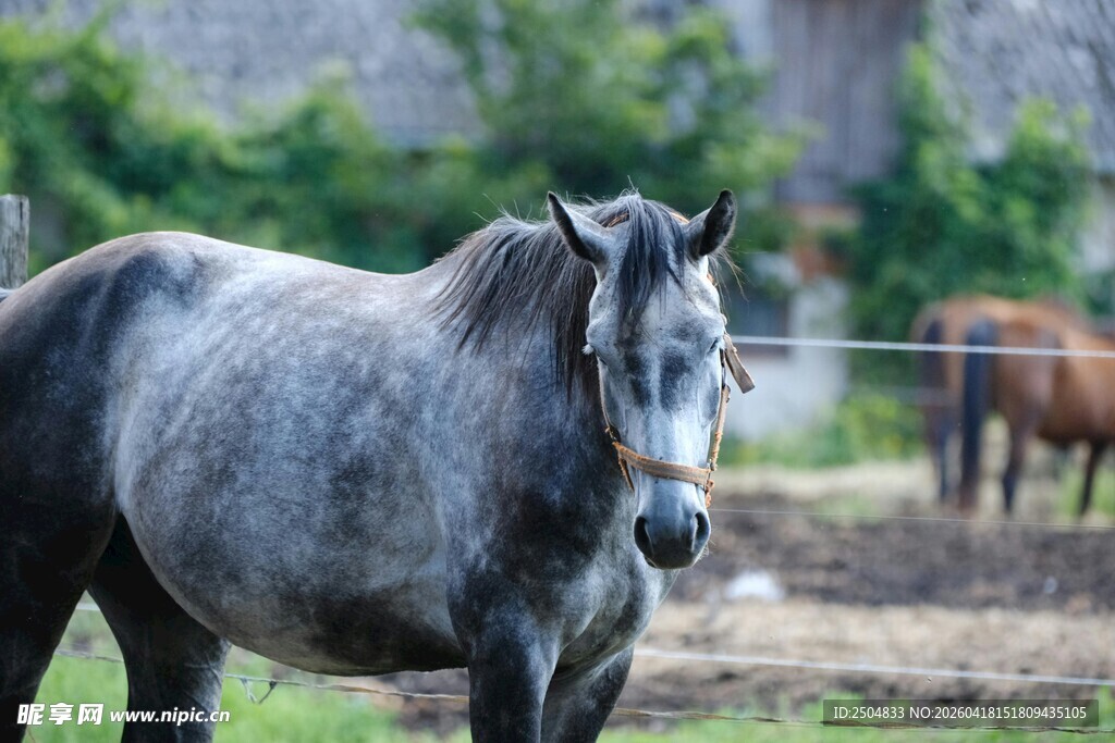 灰马伫立牧场