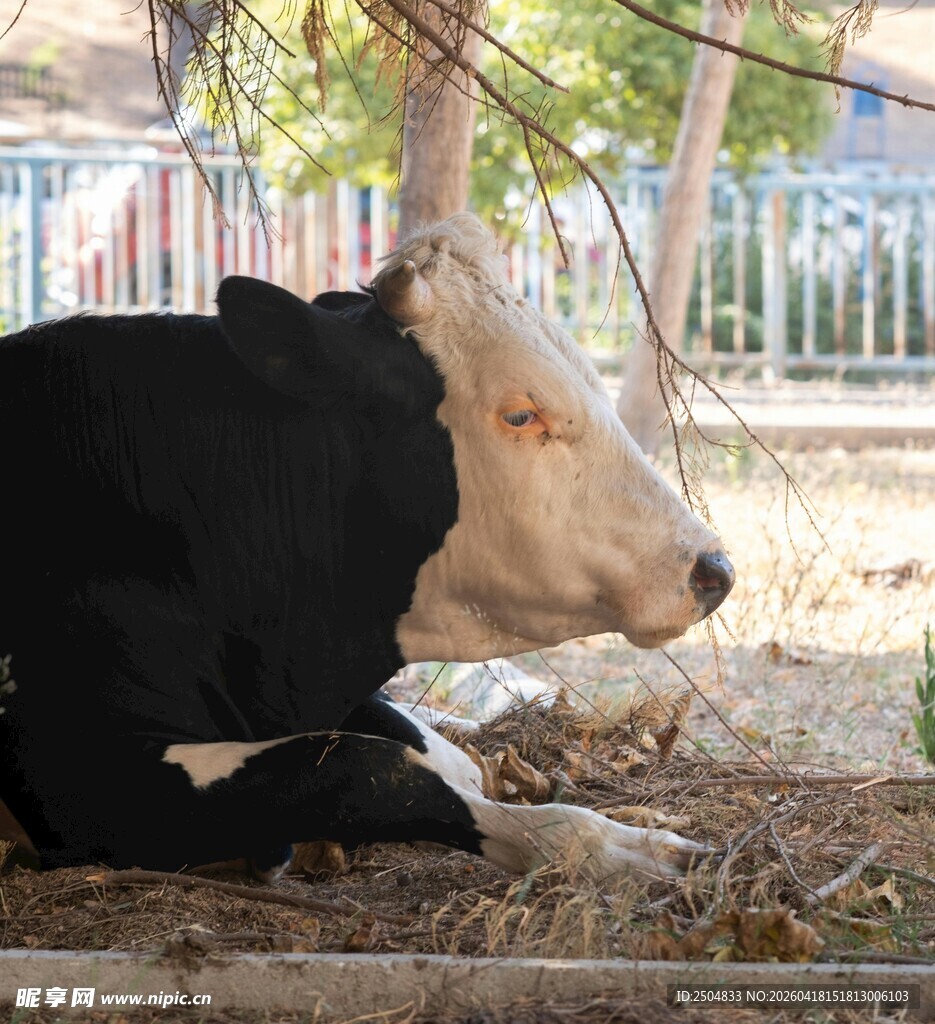 卧地休憩的黑白花色牛