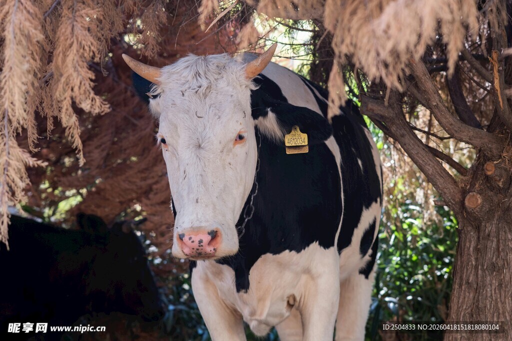 棚下黑白花奶牛