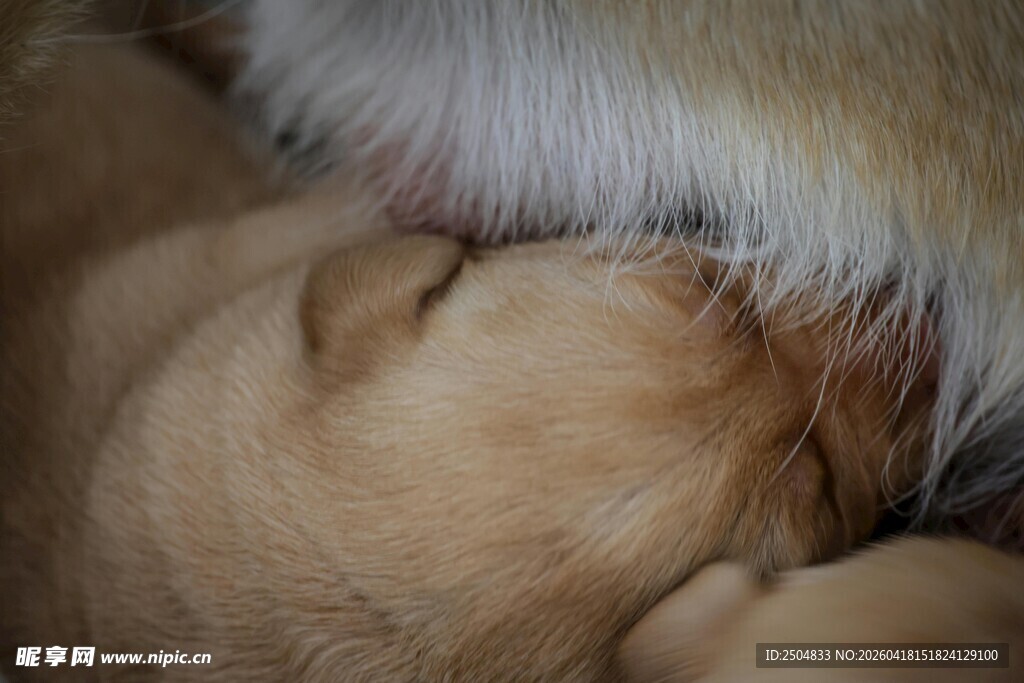 熟睡的狗狗依偎在一起