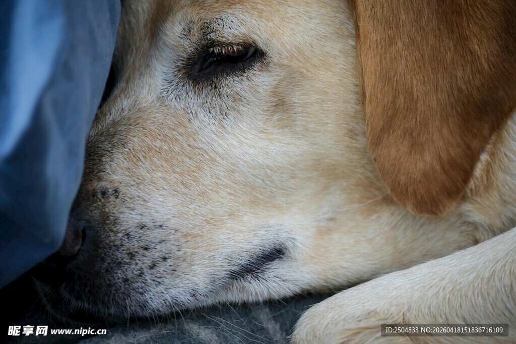 悲伤狗狗躲在角落