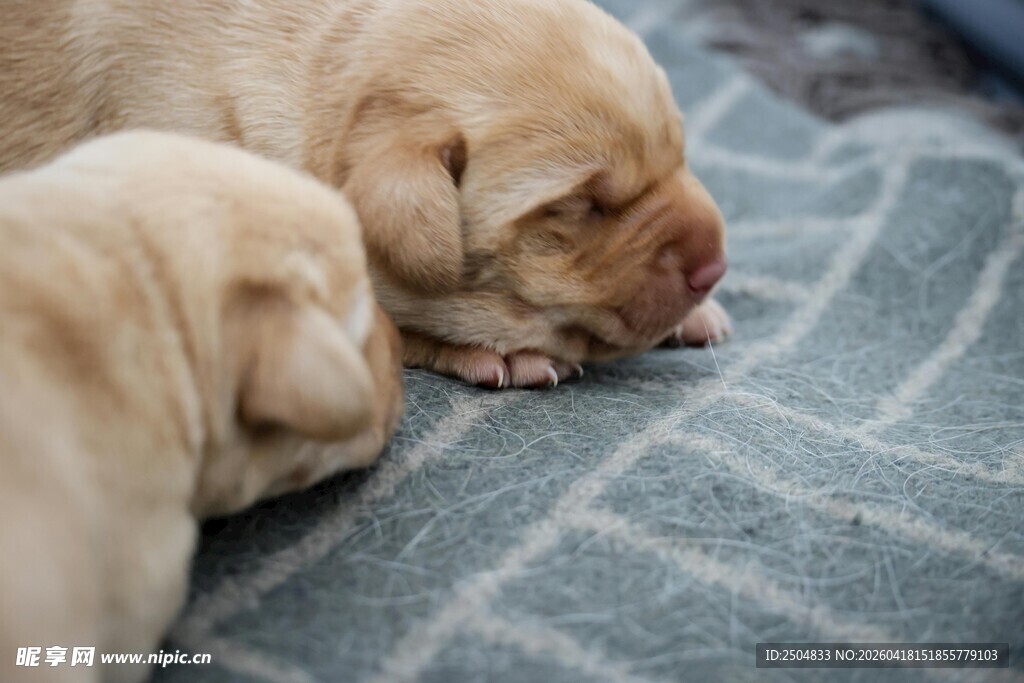 熟睡的可爱幼犬