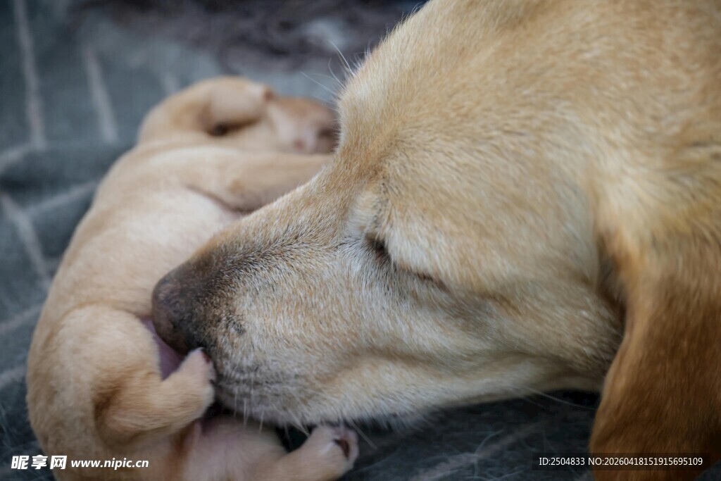 母犬与幼犬温馨依偎