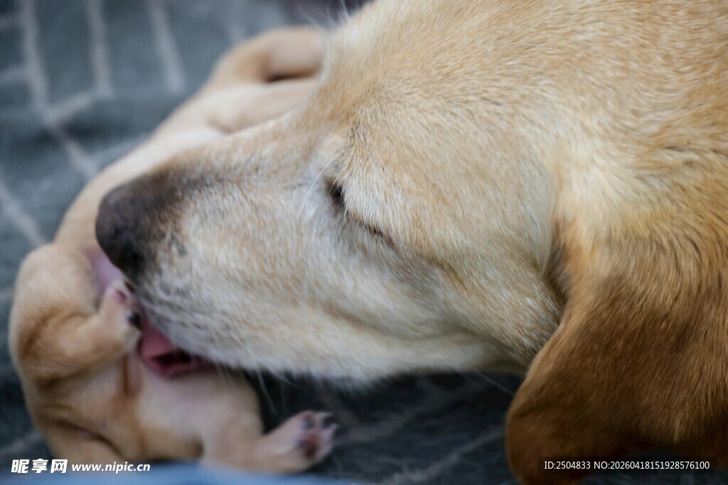 母犬与幼犬亲昵依偎瞬间