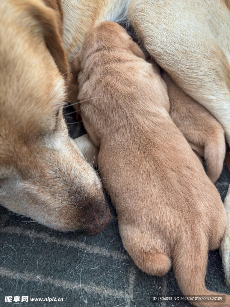 母犬与幼犬温馨依偎