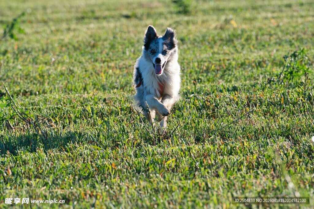 草地奔跑的可爱狗狗