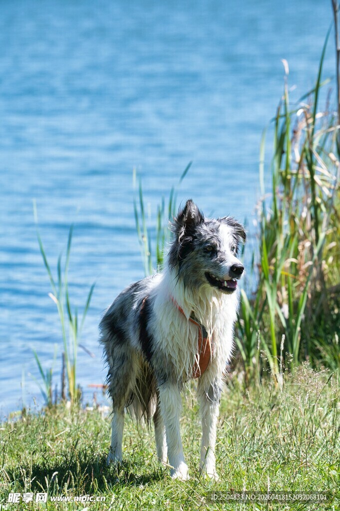 湖畔边的可爱牧羊犬