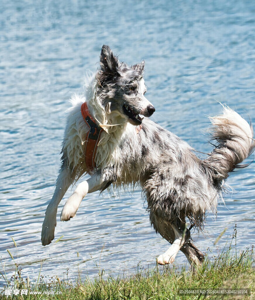 湖畔边跳跃的帅气牧羊犬