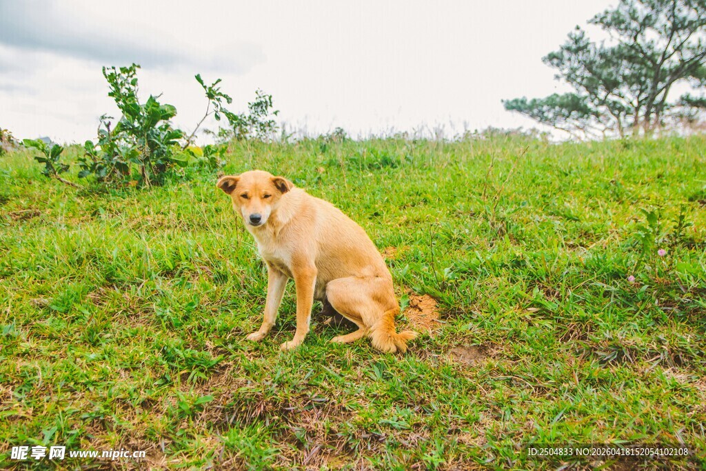 草地上的可爱小黄狗