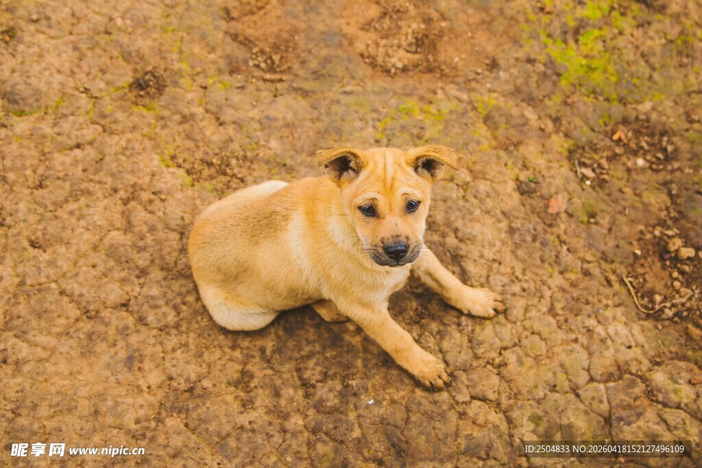 黄狗安静趴于泥土地上