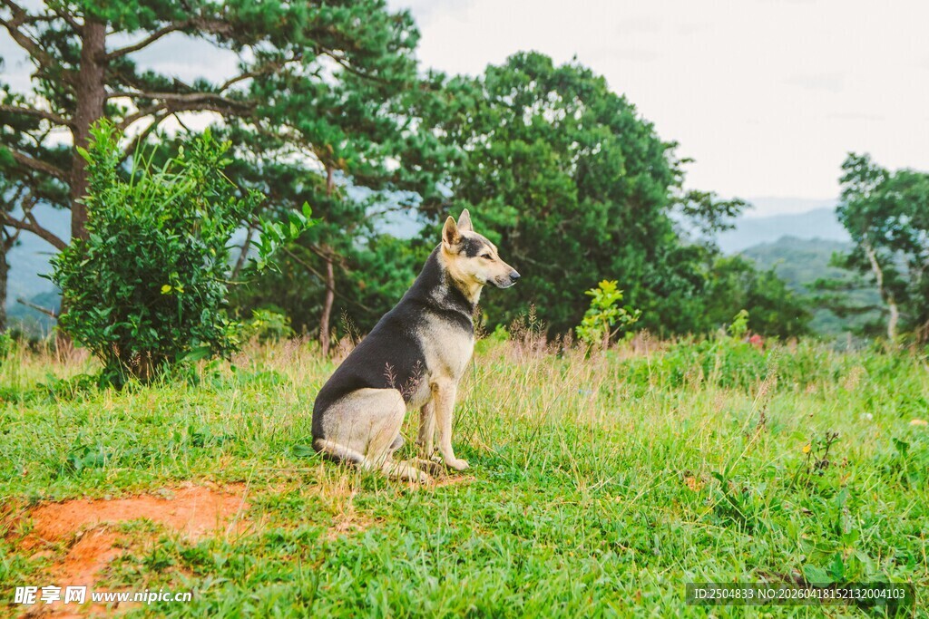 草原上的孤独牧羊犬