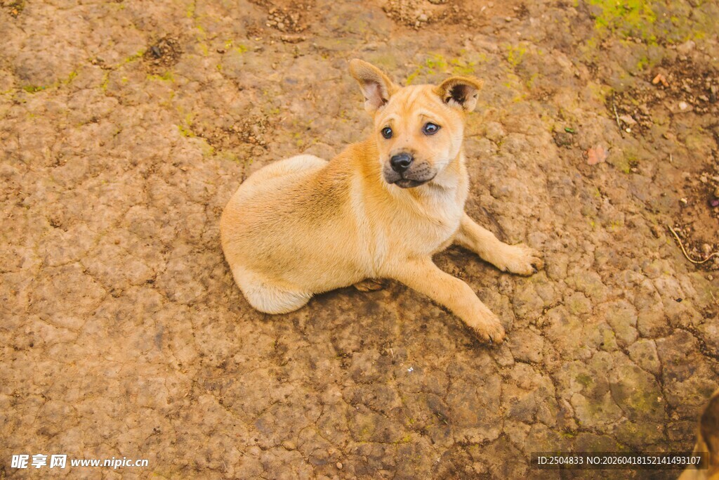 黄狗趴于枯黄草地